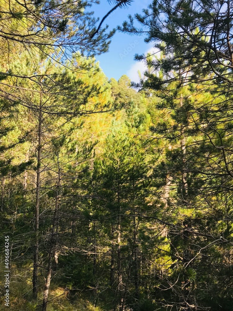 Fototapeta premium naturaleza