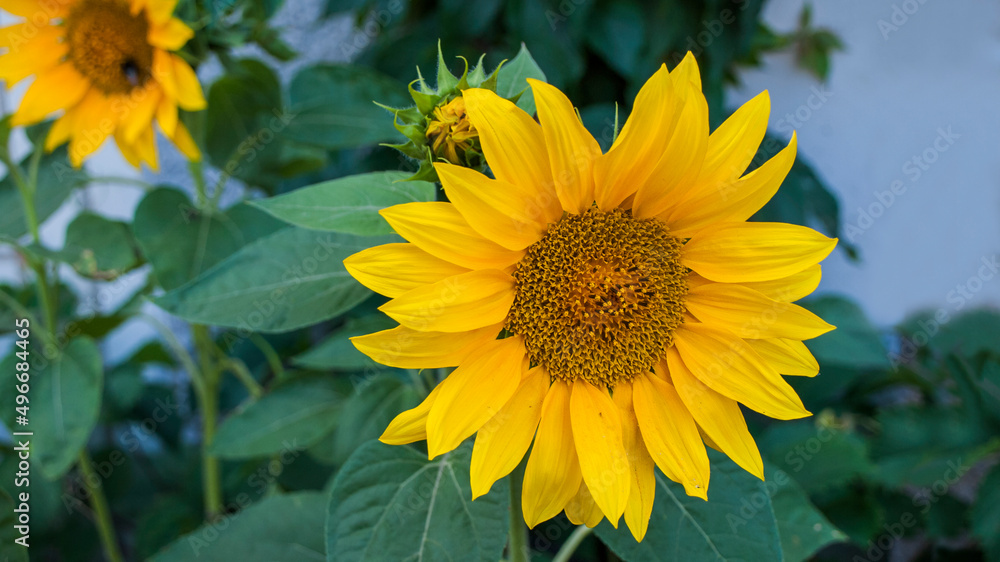Fototapeta premium Sunflower flower large