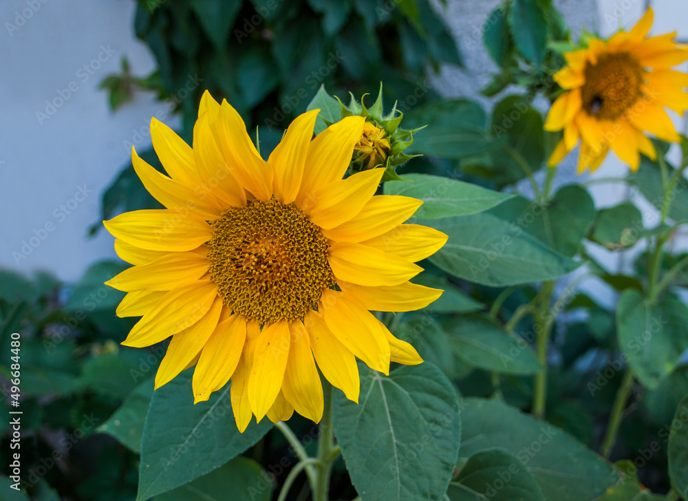 Obraz premium Sunflower flower large