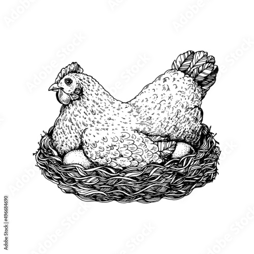 Chicken eggs sketch. Hen sitting in the nest. Hand drawn illustration. Farm eggs design template. Vector illustration. Healthy food. Package design elements.