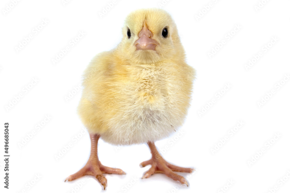 Obraz premium Broiler chicken isolated on white