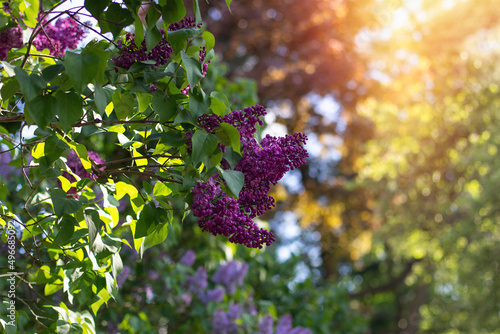 Fototapeta Bush of violet lilac in summer park in sunrise time