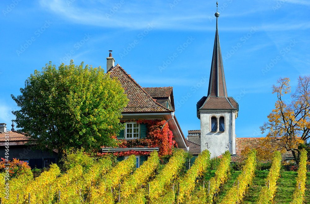 Europe, Switzerland, Canton Vaud, Morges district,  Fechy, vineyards in early autumn