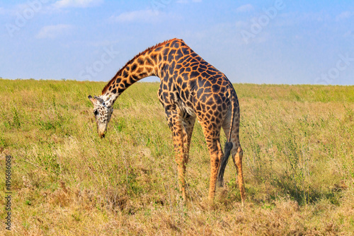 Giraffe in savanna in Serengeti national park in Tanzania. Wild nature of Tanzania  East Africa