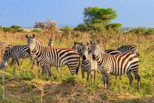 Herd of zebras in savanna in Serengeti national park in Tanzania. Wildlife of Africa