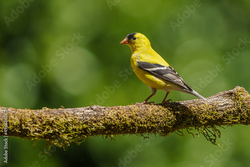Male Goldfinch Perched on Branch