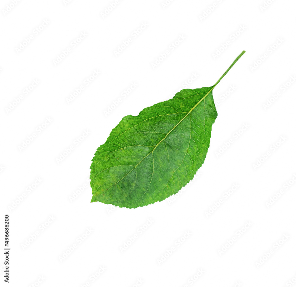 Obraz premium Apple leaf isolated on a white background