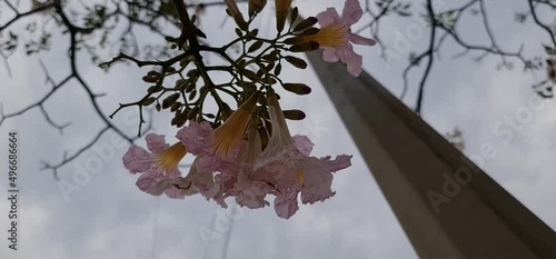 Pink Tabebuia rosea flower in full bloom on the Eastern express highway in Mumbai, Vikhroli area opposite to Godrej Industrial campus photo