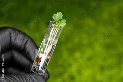 Close up view of transparent glass test tubes with liquid and micro greens inside. Isolated on background. Growing microgreens in the laboratory. Growing healthy food concept.