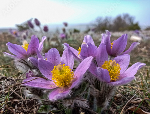 Cuadro en lienzo Pasque-flower