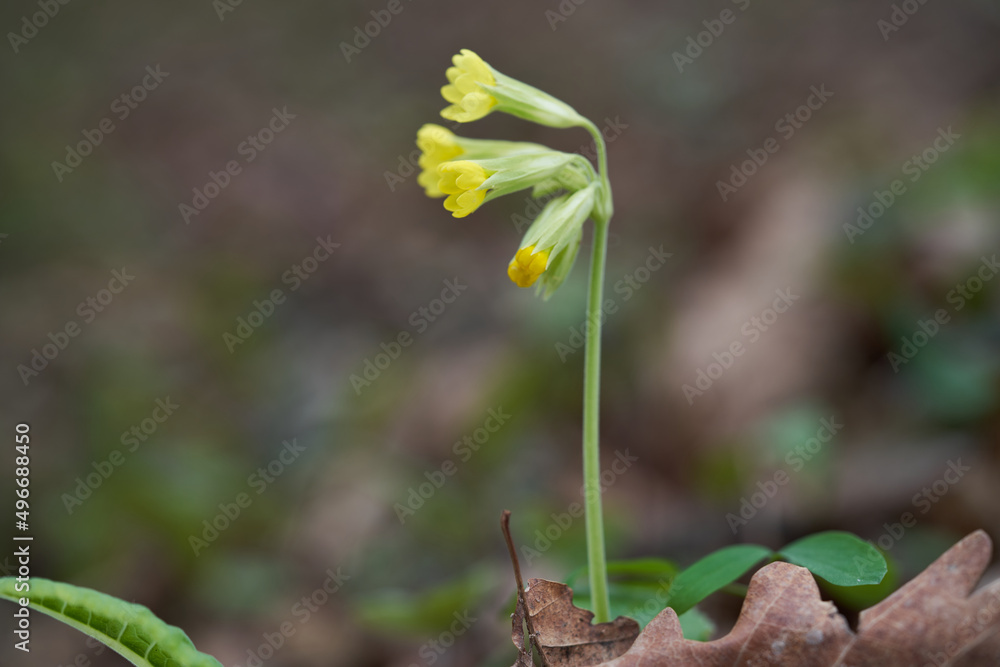 Medicinal plant Primula veris in forest. Known as cowslip, common cowslip or cowslip primrose. Wild yellow flower growing in the leaves, selective focus. Medicinal plant Primula veris in forest. Known as cowslip, common cowslip or cowslip primrose. Wild yellow flower growing in the leaves, selective focus.