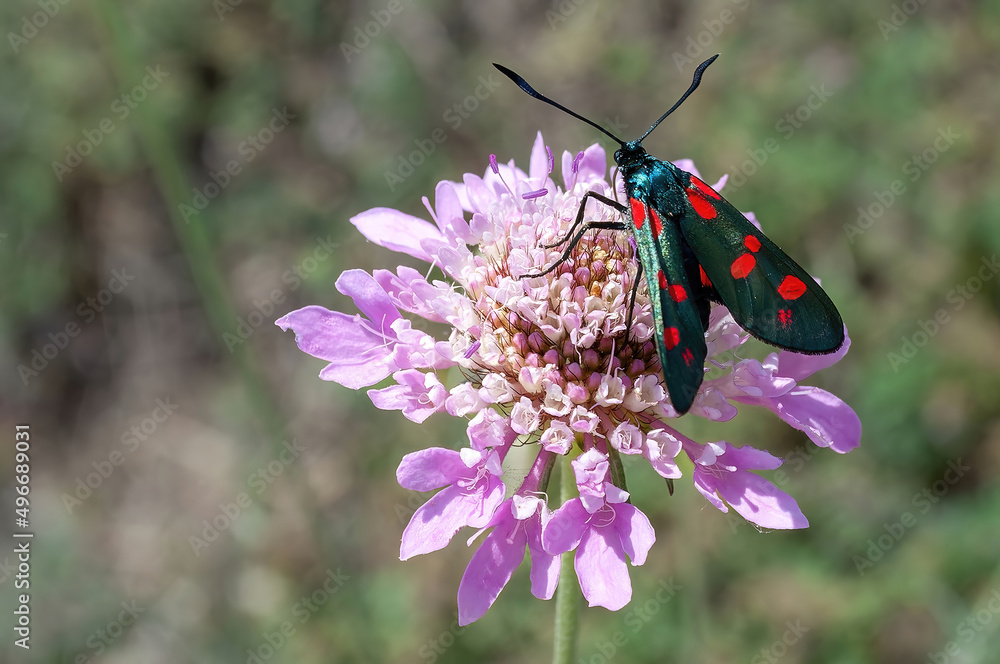 butterfly on flower