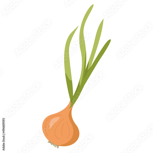Onion with green feathers on a white background. EPS 10.