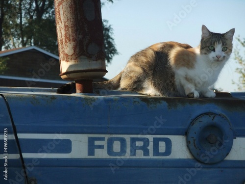 Cat on Ford Tractor photo