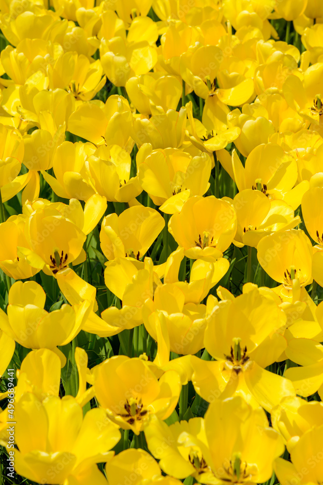 Obraz premium Blumenwiese 
