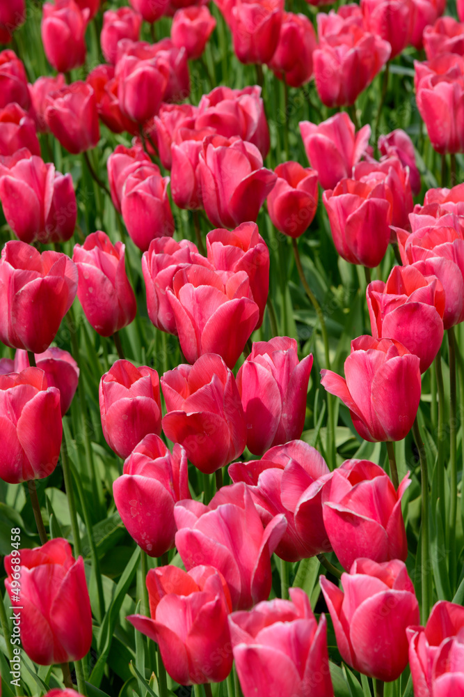 Fototapeta premium Tulpen