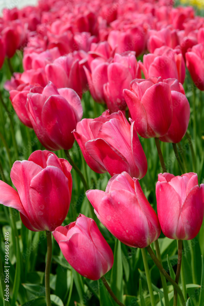 Tulpen 