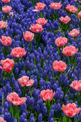 Tulpen 