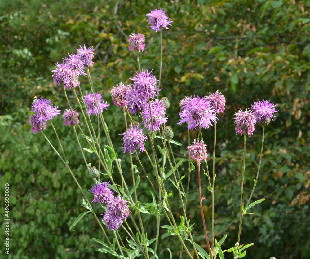 Obraz premium Cornflower (Centaurea scabiosa) blooms among herbs