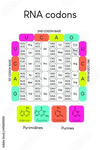 RNA codons 2.eps