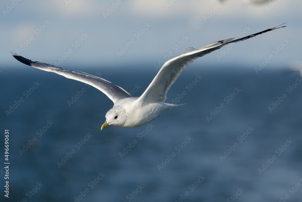 Fliegende Silbermöwe über dem Meer mit Horizont und Himmel Fliegende Silbermöwe über dem Meer mit Horizont und Himmel