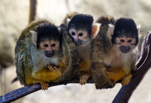 Three Squirrel Monkey (Saimiri sciureus) Karlsruhe Zoo. Germany, Europe photo