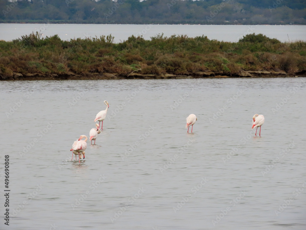 Naklejka premium Flamands roses de l’étang du Méjean, Occitanie