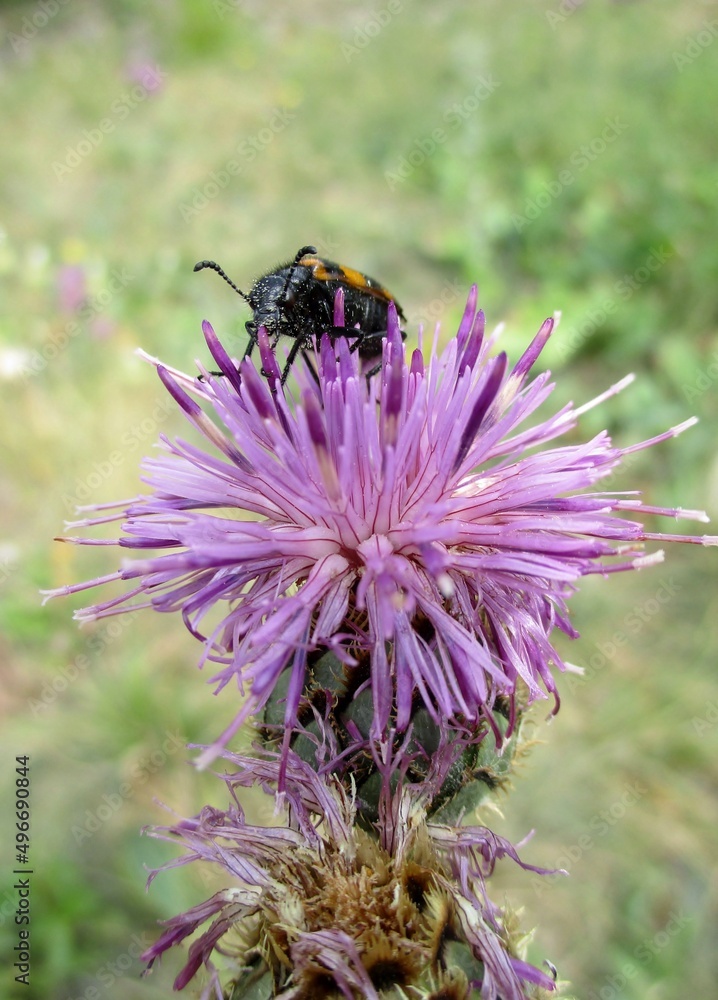 Fleur de centaurée (Centaurea scabiosa) visitée par un insecte (trichodes apiarus) Fleur de centaurée (Centaurea scabiosa) visitée par un insecte (trichodes apiarus)