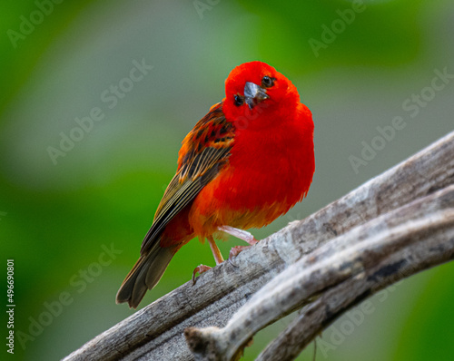 Red fody (Foudia madagascariensis) perched on a branch
