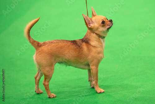 Smooth coated Chihuahua at a dog show