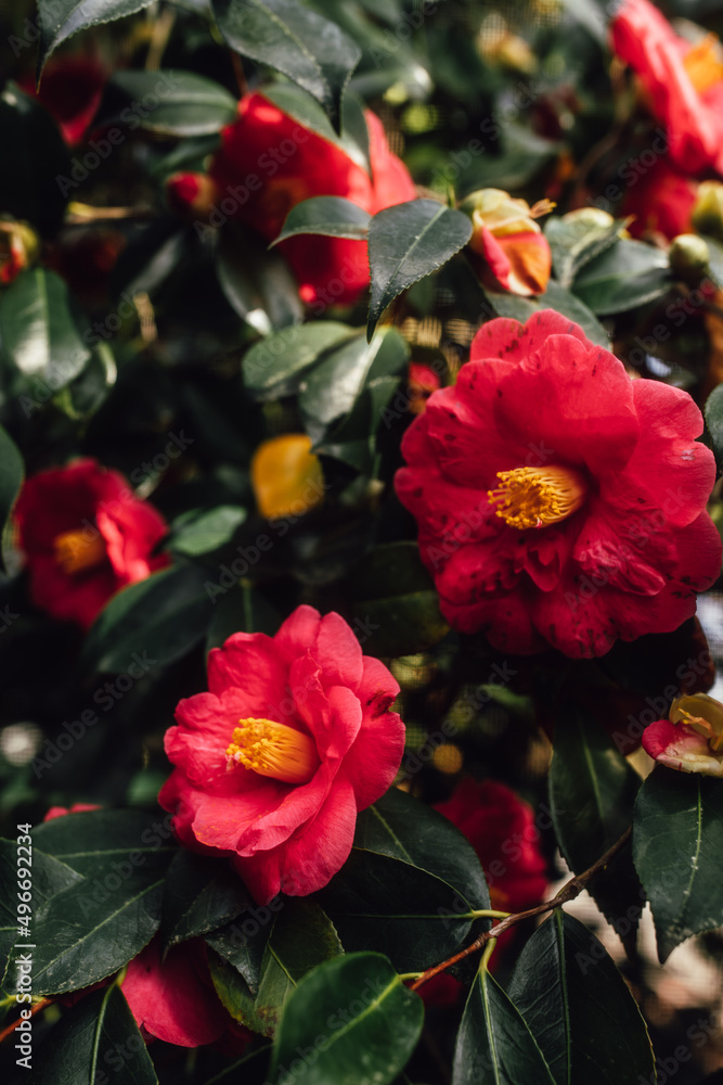 pink and yellow camellia flowers