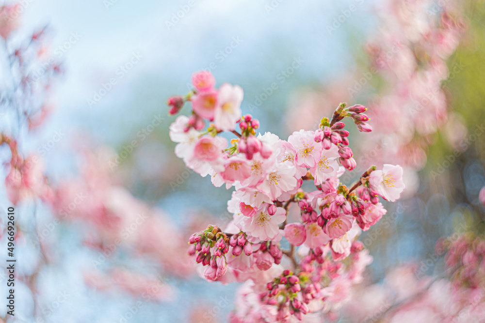 Art photography of blooming flowers cherry tree in springtime. Spring florets in a garden in sunny day. Nature background with blossoming Sakura. Grainy texture and noise on all image surface. Art photography of blooming flowers cherry tree in springtime. Spring florets in a garden in sunny day. Nature background with blossoming Sakura. Grainy texture and noise on all image surface.