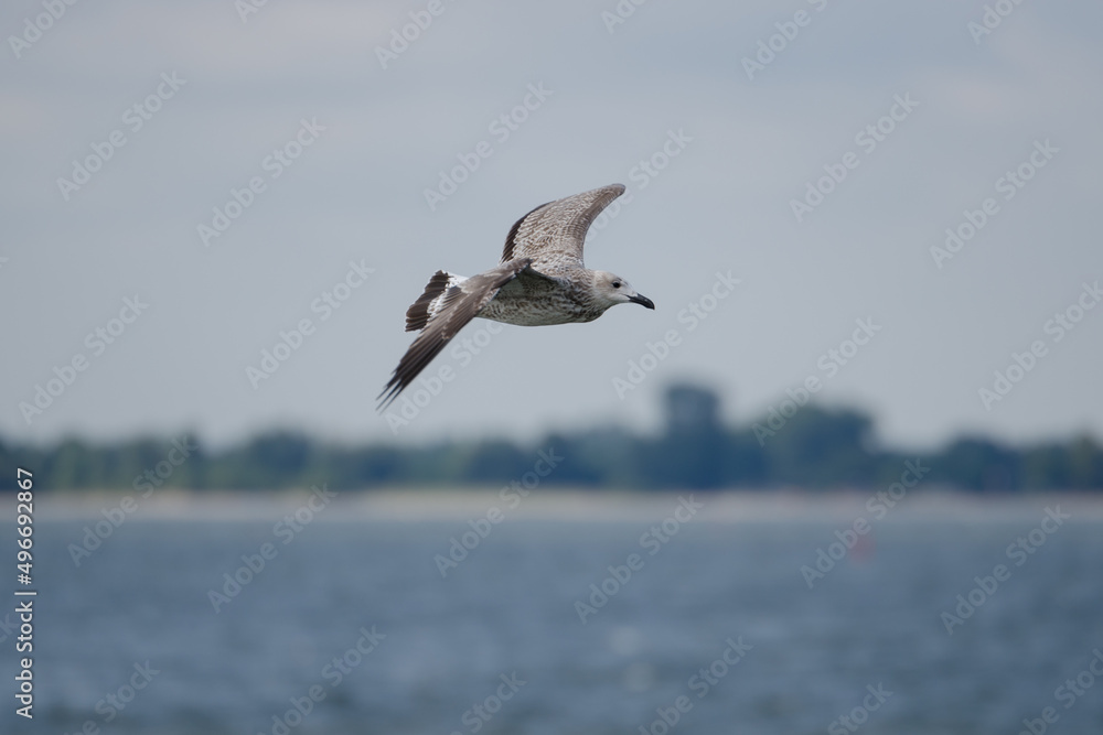 Fliegende Silbermöwe im Jugendkleid über Wasser mit Horizont und Küstenlinie im Hintergrund Fliegende Silbermöwe im Jugendkleid über Wasser mit Horizont und Küstenlinie im Hintergrund