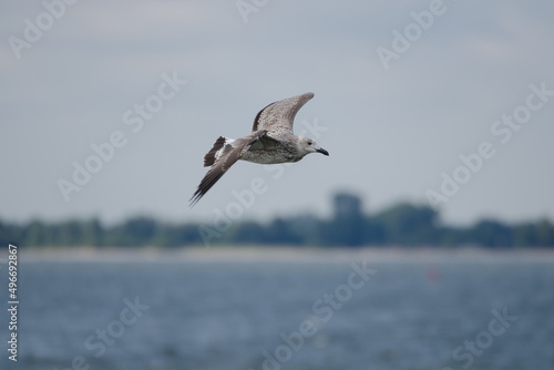 Fliegende Silbermöwe im Jugendkleid über Wasser mit Horizont und Küstenlinie im Hintergrund