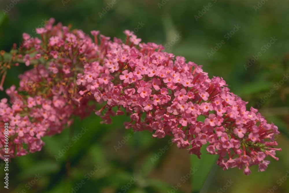 Buddleia davidii c.v. Pink Delight - Butterfly Bush Buddleia davidii c.v. Pink Delight - Butterfly Bush