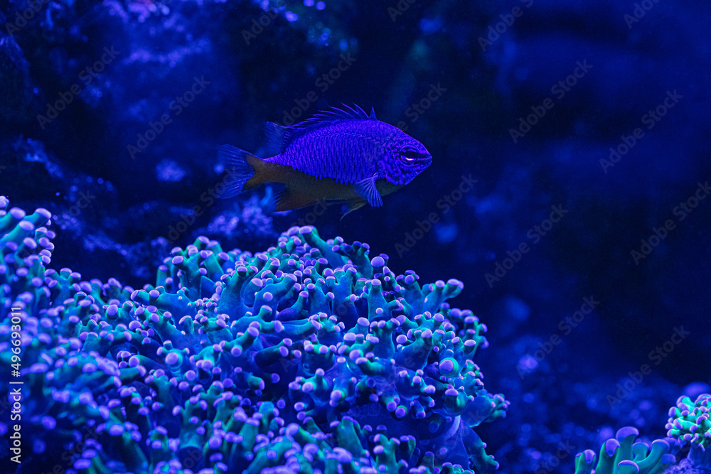 Obraz premium Euphyllia glabrescens AKA Euphyllia Torch and fish in a reef aquarium. Reef coral shore.