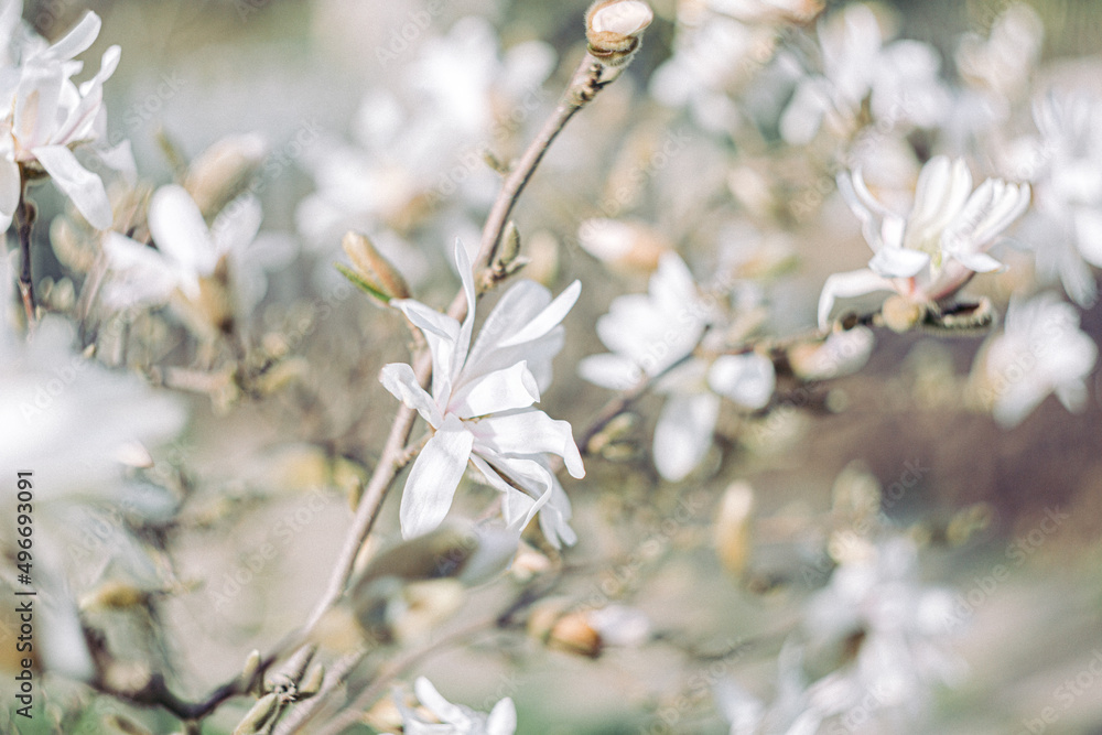 Art photography of blooming white magnolias with blurred background and bokeh and a grainy texture. Shallow depth of field. The artistic intend and the filters. Film style old lens. Airy atmosphere Art photography of blooming white magnolias with blurred background and bokeh and a grainy texture. Shallow depth of field. The artistic intend and the filters. Film style old lens. Airy atmosphere