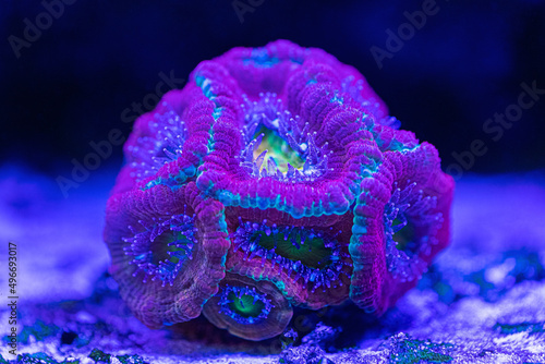 Colorful Acantasterea micromoussa lordhovensis close-up. Seawater aquarium. photo