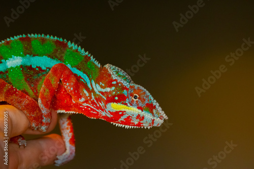 Chameleon on a dark background. Beautiful panther chameleon. Closeup of a panther chameleon.
