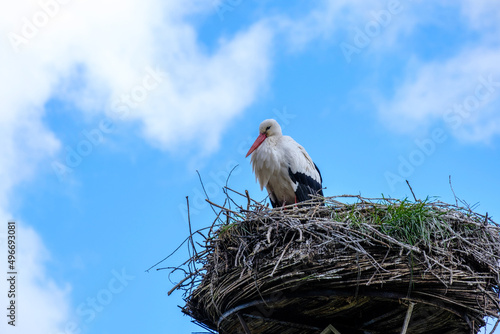 Ooievaar -  Stork photo