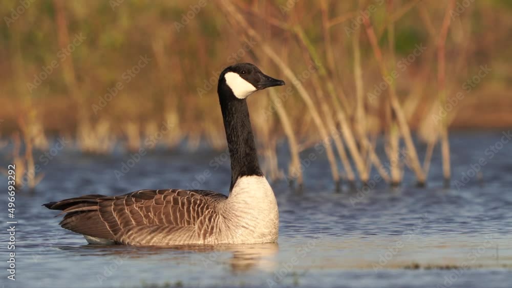 A Canada Goose (Branta canadensis) in the morning sun from a low perspective A Canada Goose (Branta canadensis) in the morning sun from a low perspective
