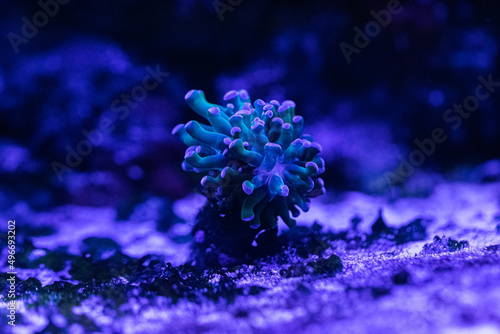 Coral reef in the marine aquarium. Underwater photography of the seabed.