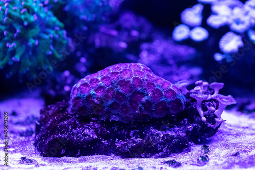 Macro photography of soft zoanthus polyps. Reef bottom under blue fluorescent light. photo