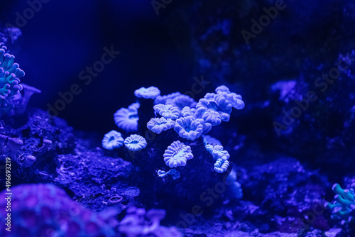Coral reef in the marine aquarium. Underwater photography of the seabed. photo
