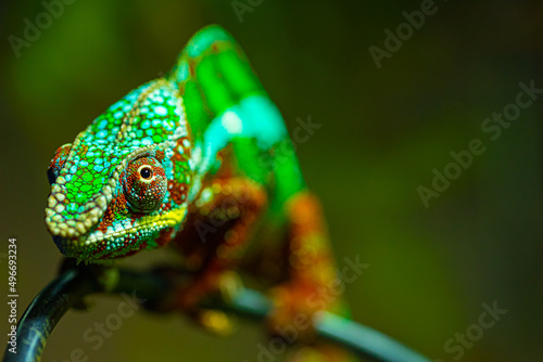 Panther chameleon on a branch. Beautiful chameleon close-up. Closeup of a chameleon.