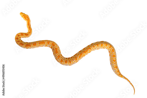 Snake on a white background. Tiger python yellow and orange.