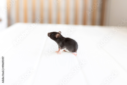 Little mouse on a white wooden table.