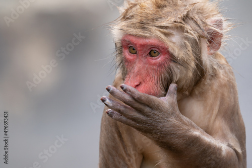 The Japanese macaque (Macaca fuscata)