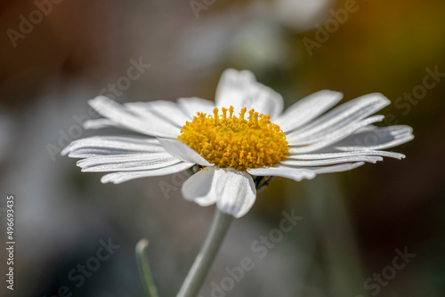 Canvas Print Macro close-up Aster or Daisy flower, Artemisia schmidtiana Nana of family Asteraceae