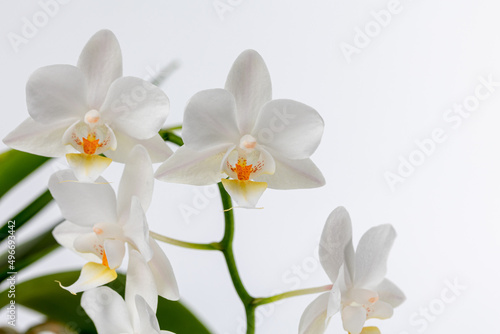 Orchid flowers isolate close-up. Orchid on a white background.